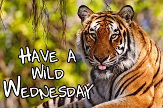 Wild Tiger Wednesday!